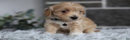 Maltipoo dogs for sale: Milo - Ad 12