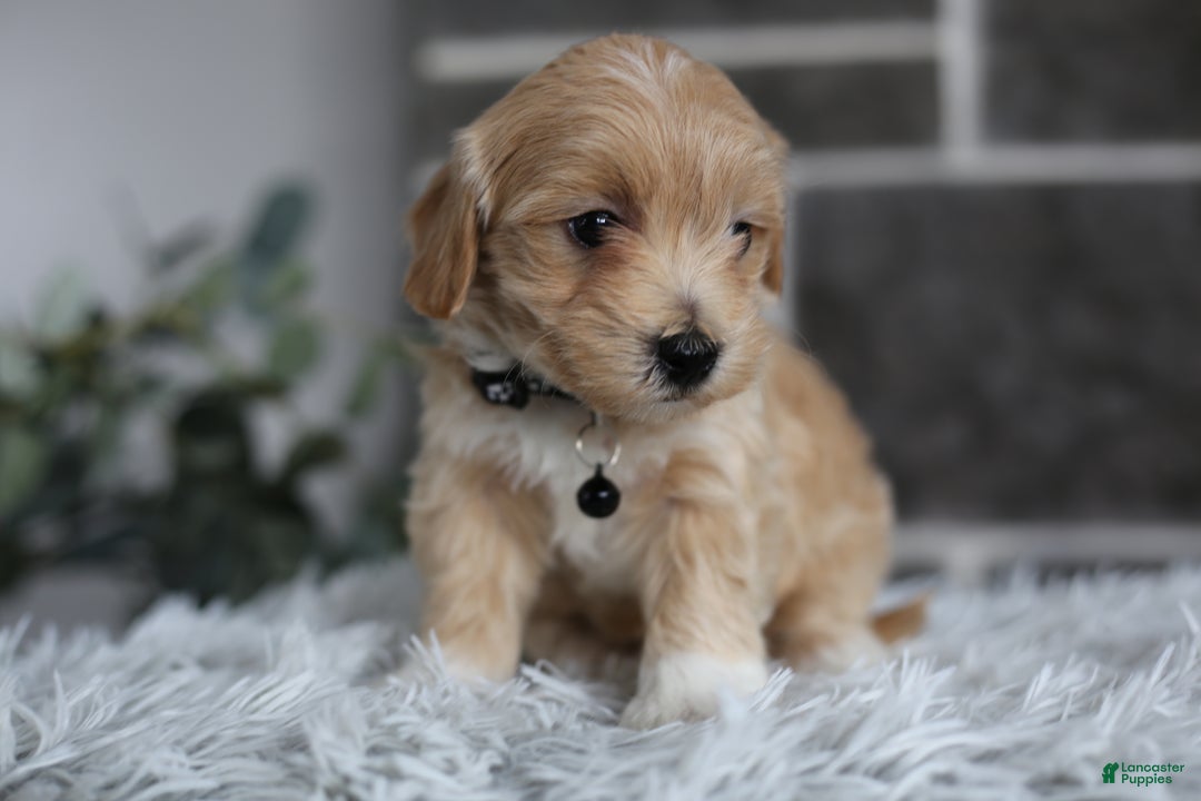 Maltipoo dogs for sale: Milo - Ad 12