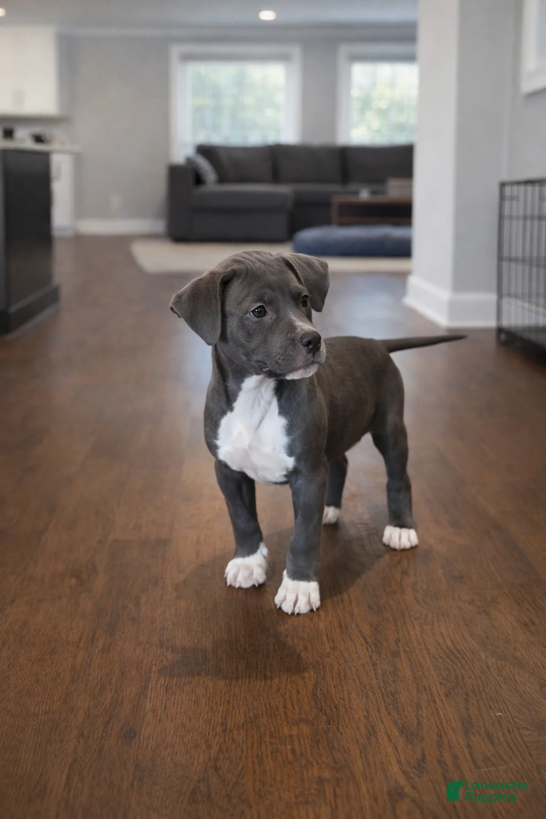 American Bully dogs for sale: American Bully Puppy 1 - Ad 1