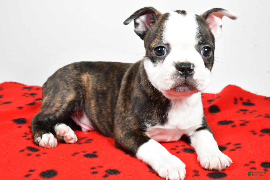 Boston Terrier dogs for sale: Ricky  - Ad 4
