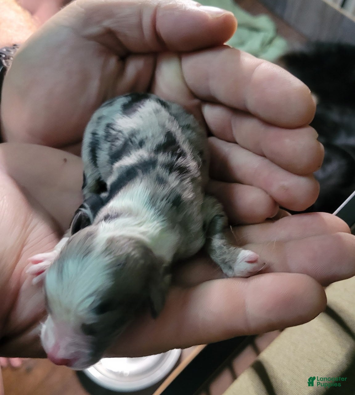 Miniature Australian Shepherd dogs Miniature Australian Shepherd  - Ad 9