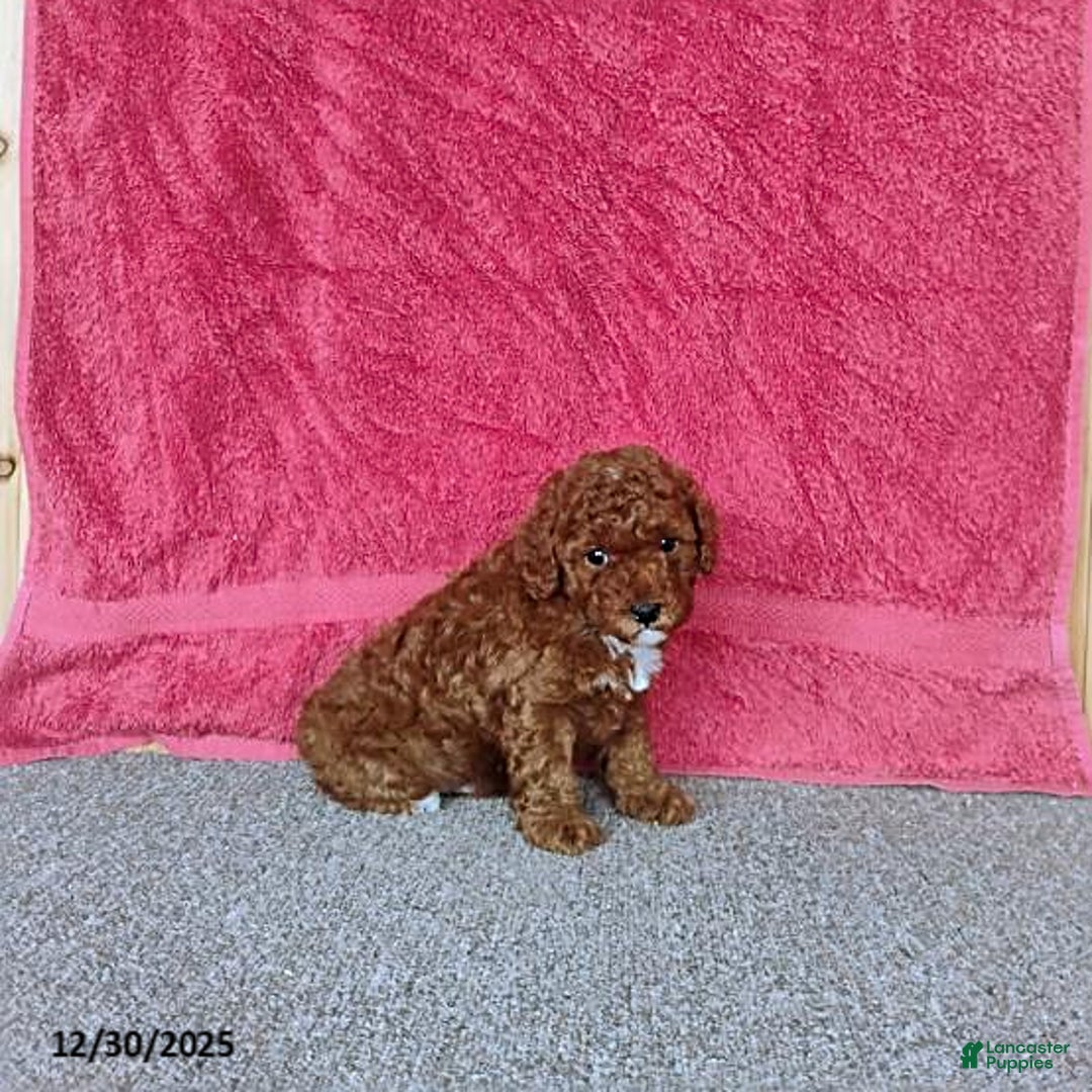 Toy Poodle dogs for sale: Charlie - Ad 6