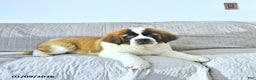 Saint Bernard dogs for sale: Jingle  - Ad 4
