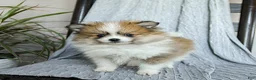 Pomeranian dogs for sale: Finn - Ad 2
