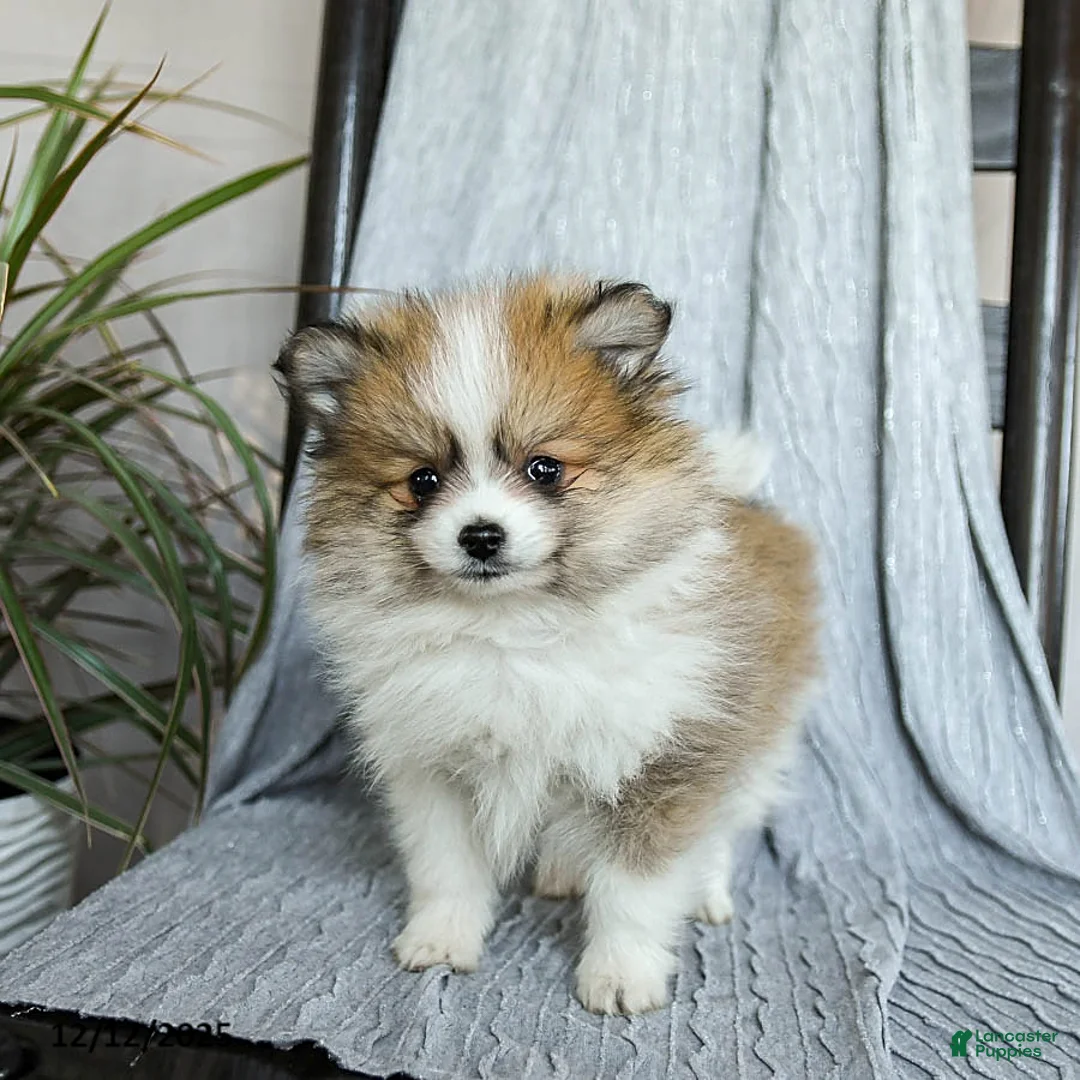 Pomeranian dogs for sale: Finn - Ad 2