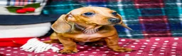 Miniature Dachshund dogs for sale: Tucker - Ad 3