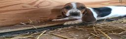 Basset Hound dogs for sale: Bonnie Basset Hound - Ad 3