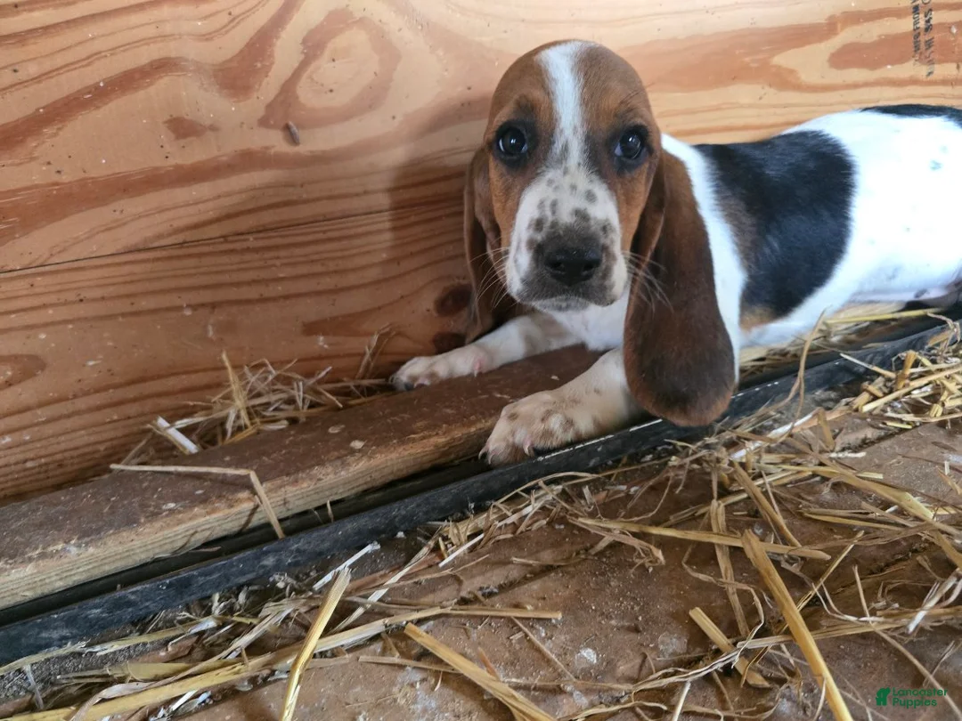 Basset Hound dogs for sale: Bonnie Basset Hound - Ad 3