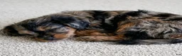 Cockapoo dogs for sale: Baily - Ad 4