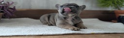 French Bulldog dogs for sale: Namor - Ad 10