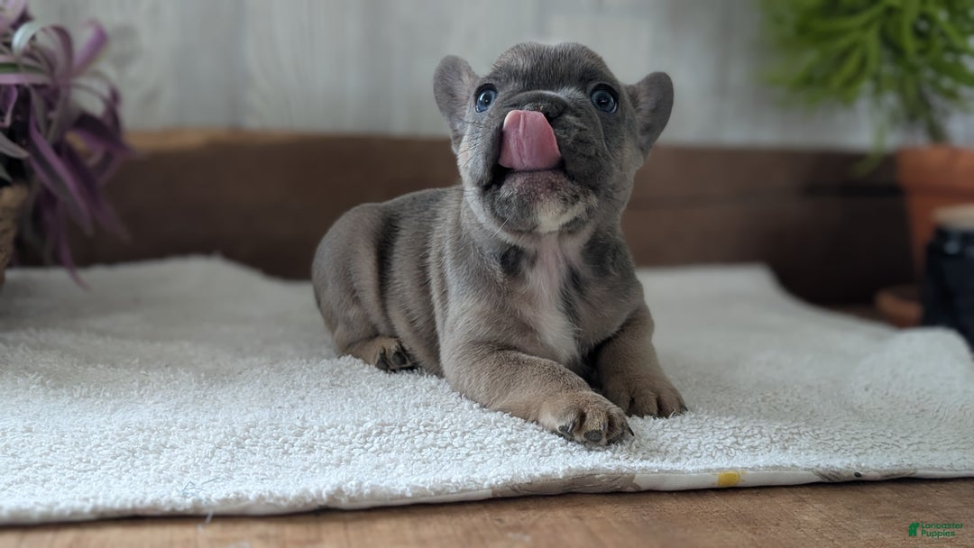 French Bulldog dogs for sale: Namor - Ad 10