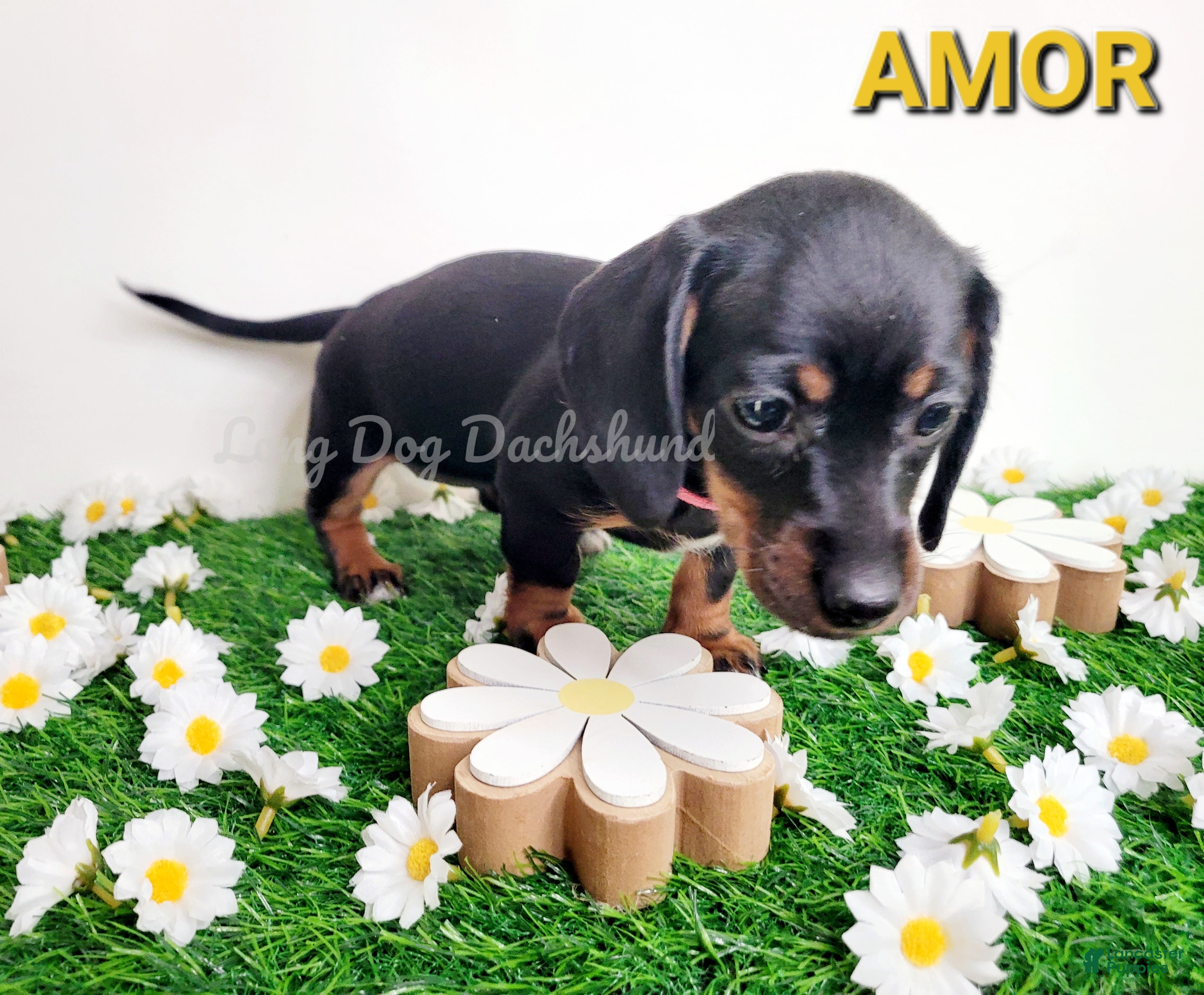 Miniature Dachshund dogs Amor - Ad 2