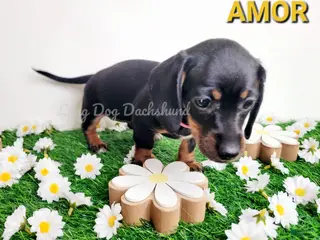 Miniature Dachshund dogs Amor - Ad 2
