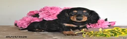 Miniature Dachshund dogs for sale: Billy - Ad 1