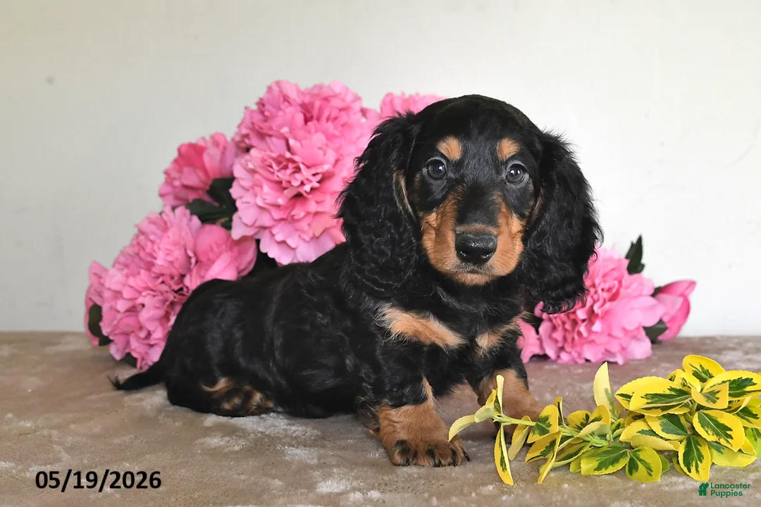 Miniature Dachshund dogs for sale: Billy - Ad 1