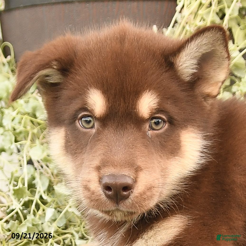 Alaskan Malamute dogs Chester - Ad 2