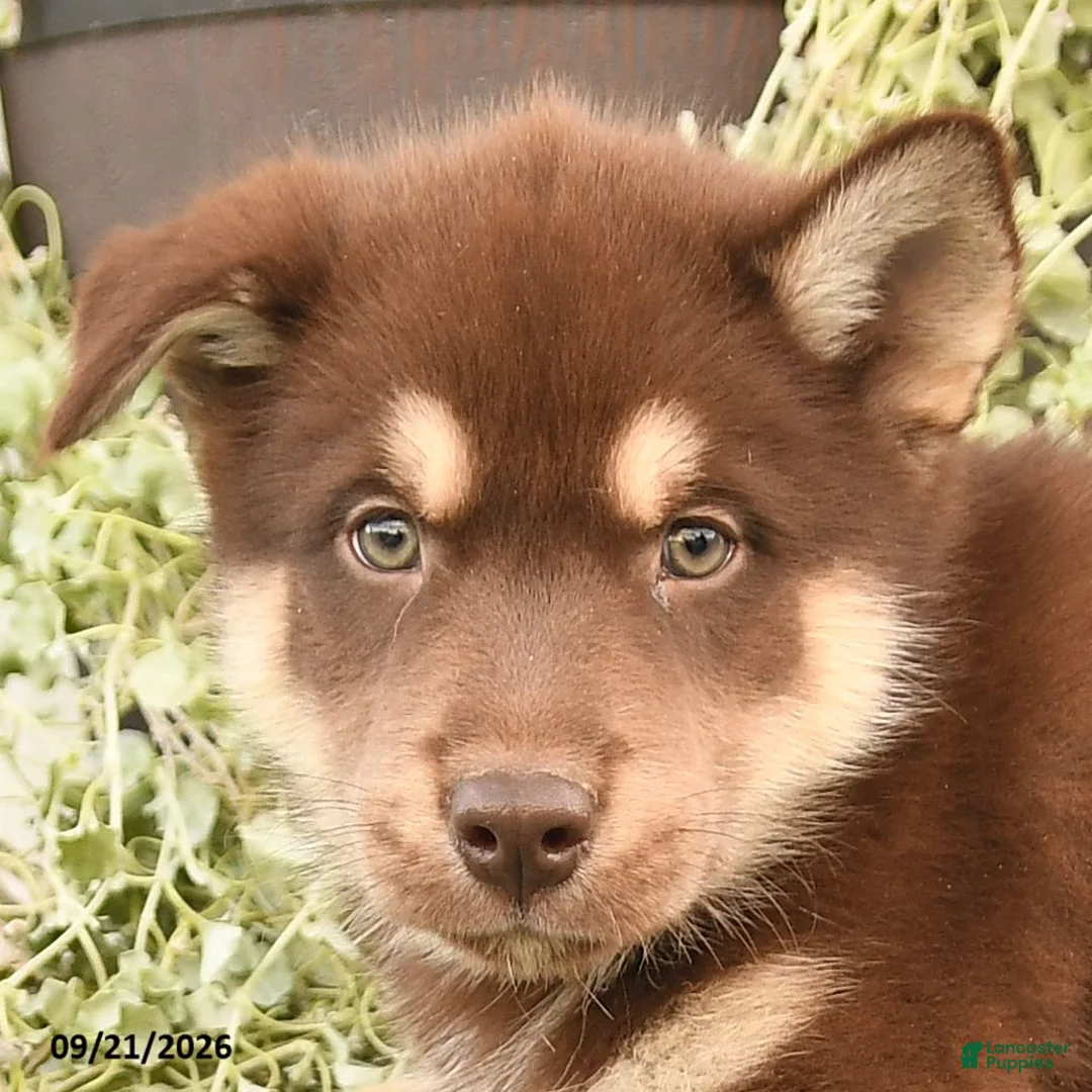 Alaskan Malamute dogs for sale: Chester - Ad 2