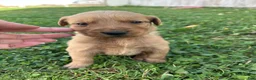 Golden Retriever dogs for sale: Max (teal) - Ad 4