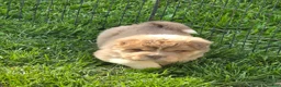 Shar Pei dogs for sale: Norah  - Ad 2