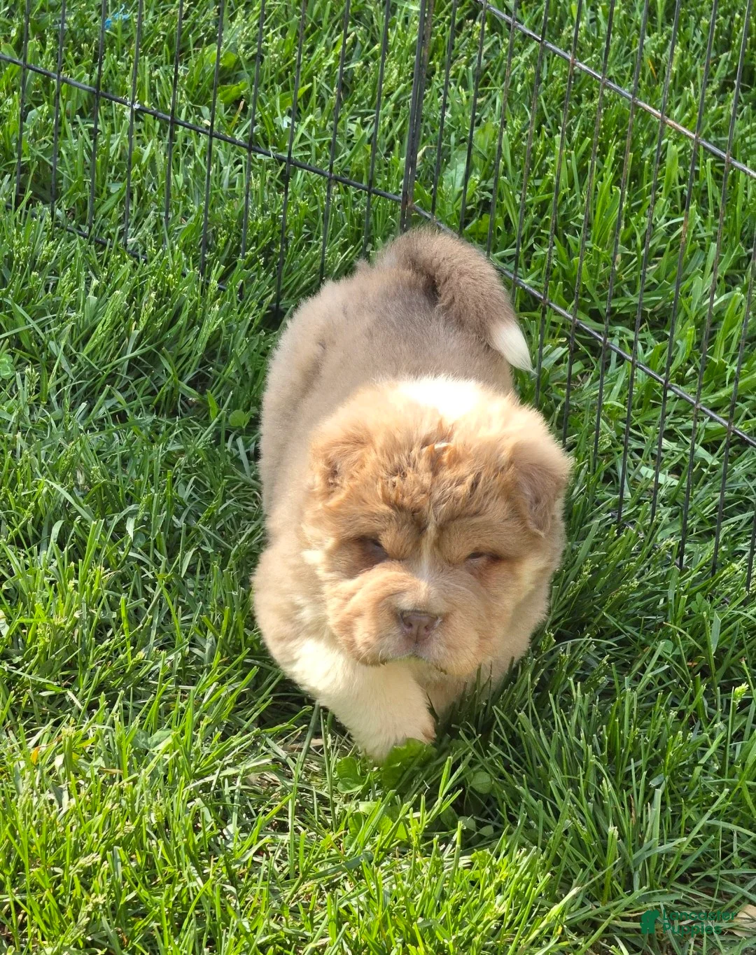 Shar Pei dogs for sale: Norah  - Ad 2