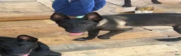 Belgian Malinois dogs for sale: Dollface #3 - Ad 3