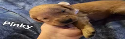 Golden Retriever dogs for sale: Pink Girl - Ad 5