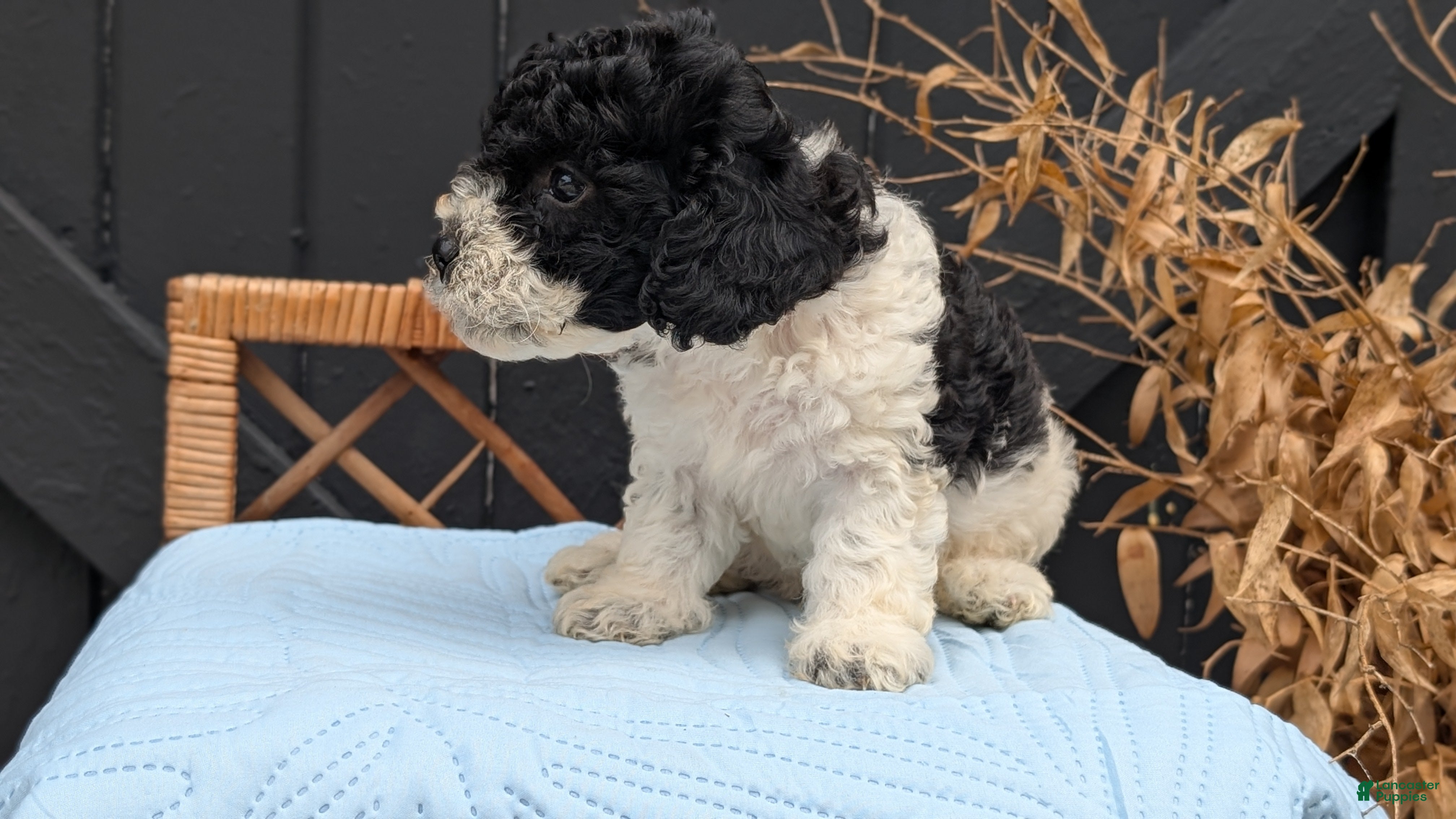 Havapoo dogs Max - Ad 2