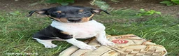 Rat Terrier dogs for sale: Rocco - Ad 3