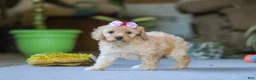 Miniature Poodle dogs for sale: Fiona - Ad 4