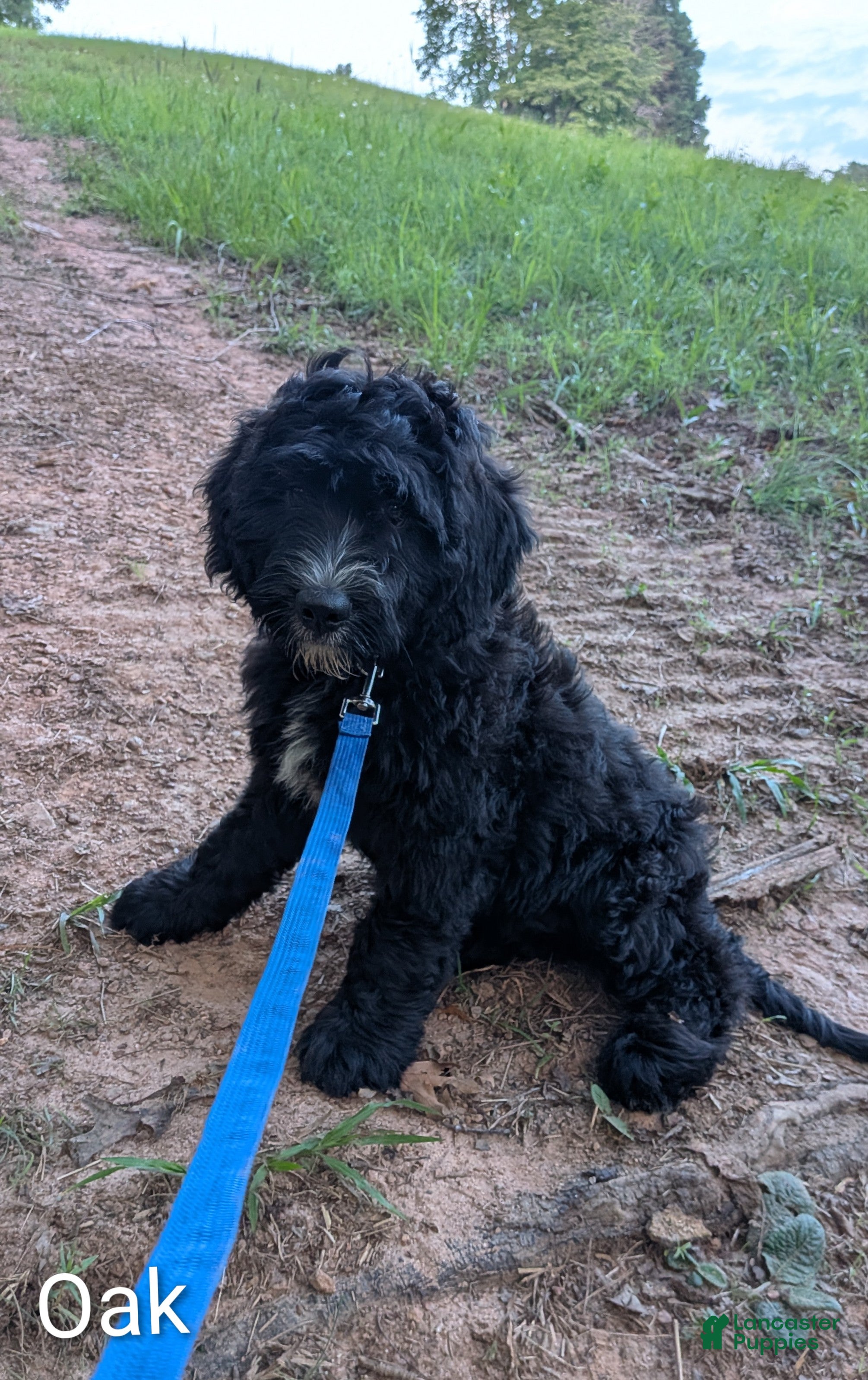 Mixed Breed dogs Oak - Ad 2