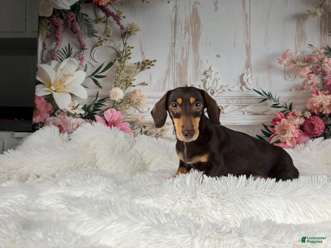 Miniature Dachshund dogs for sale: AKC-Cooper - Ad 12