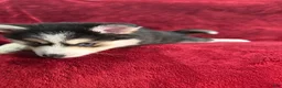 Pomsky dogs for sale: Celeste - Ad 2