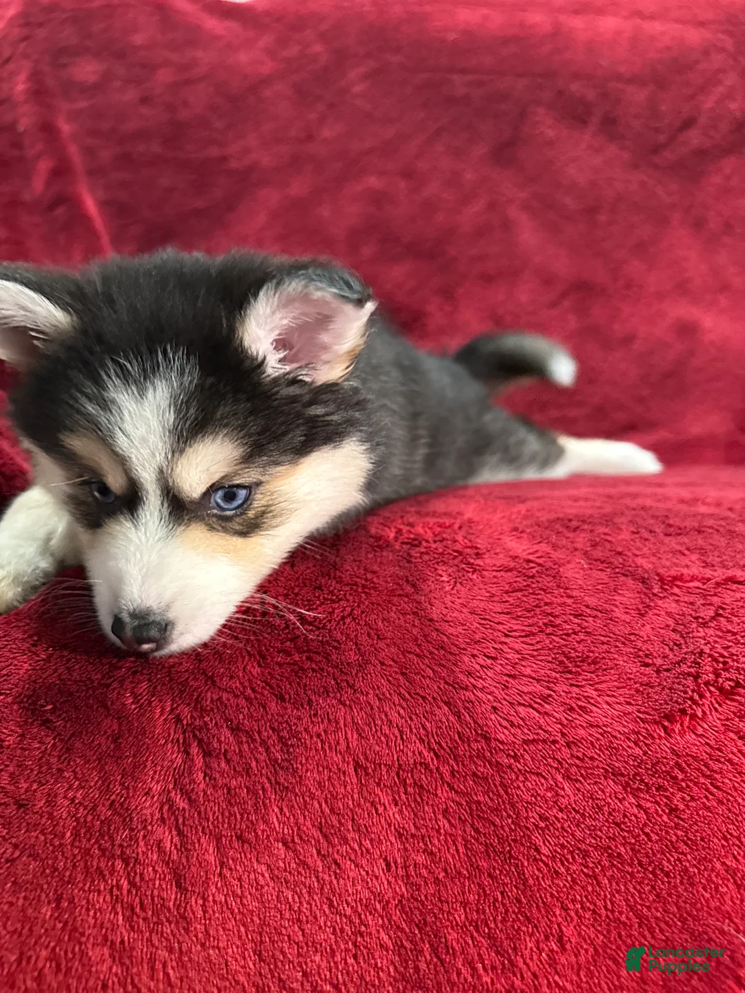 Pomsky dogs for sale: Celeste - Ad 2