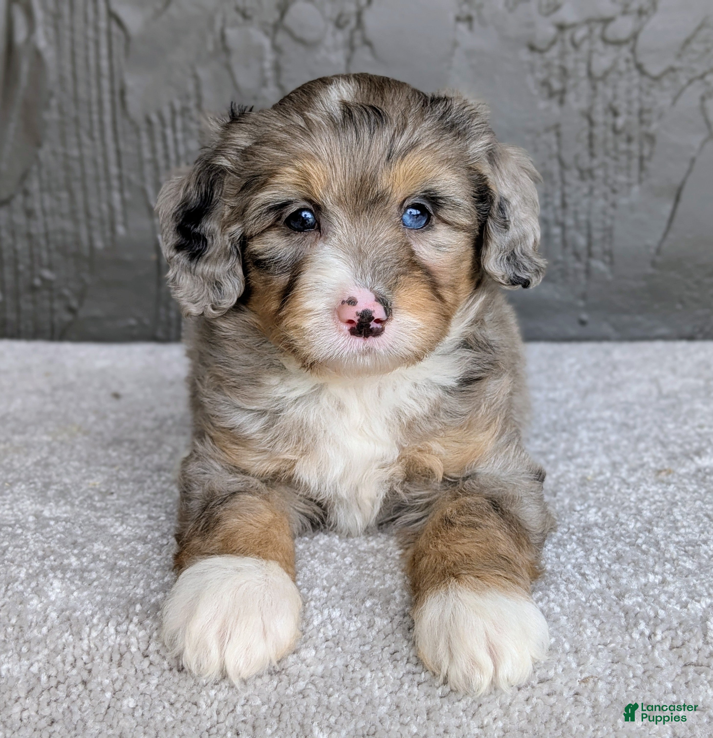 Mini Bernedoodle dogs Jasper  - Ad 1