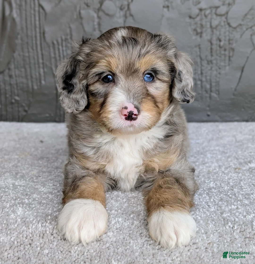 Mini Bernedoodle dogs for sale: Jasper  - Ad 1