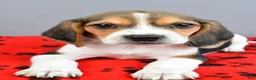 Beagle dogs for sale: Dandy - Ad 4