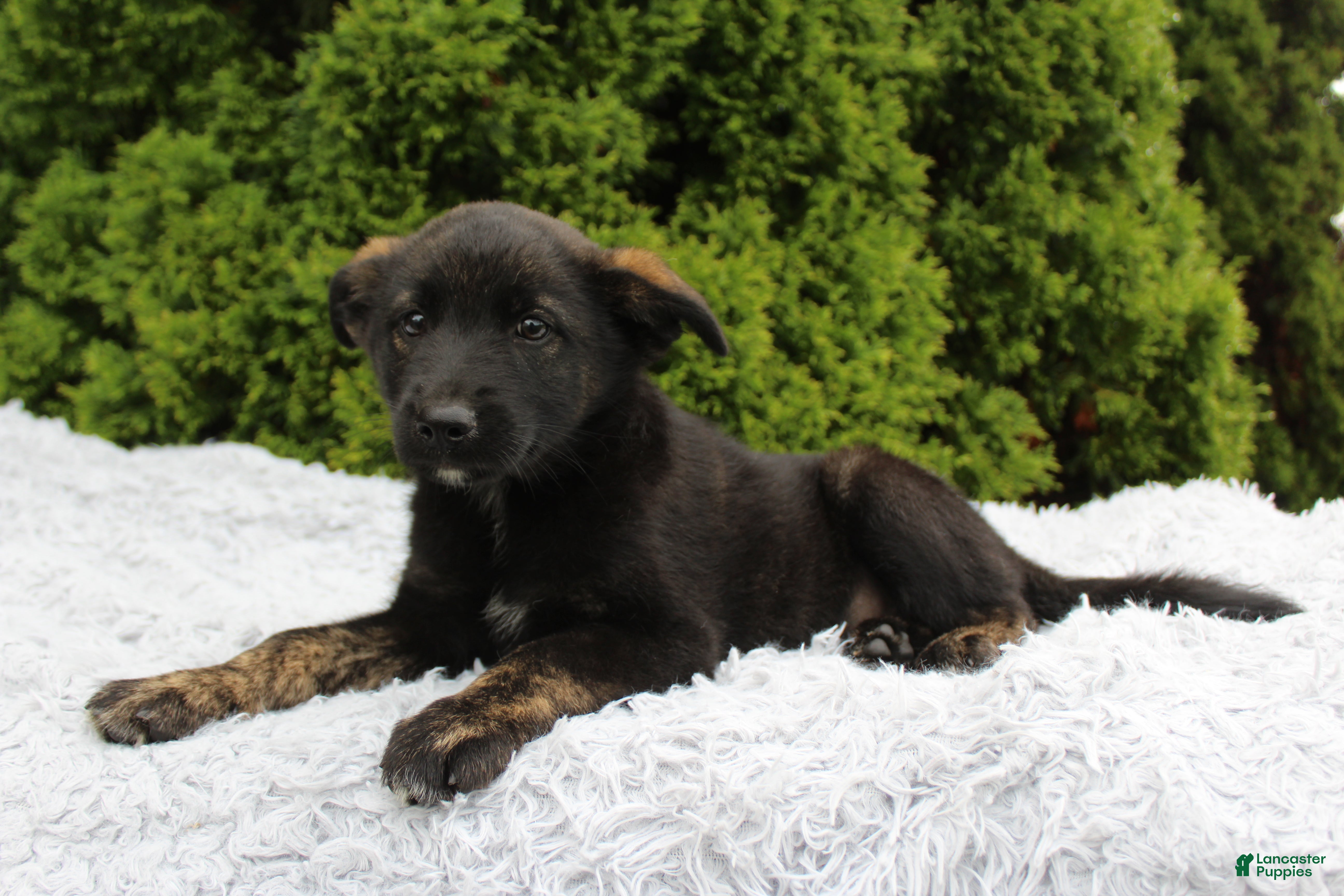 Mixed Breed dogs Jimmy - Ad 2