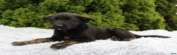 Mixed Breed dogs for sale: Jimmy - Ad 2