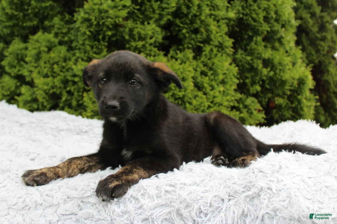Mixed Breed dogs for sale: Jimmy - Ad 2
