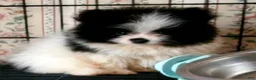 Pomeranian dogs for sale: Akc Buzz - Ad 1