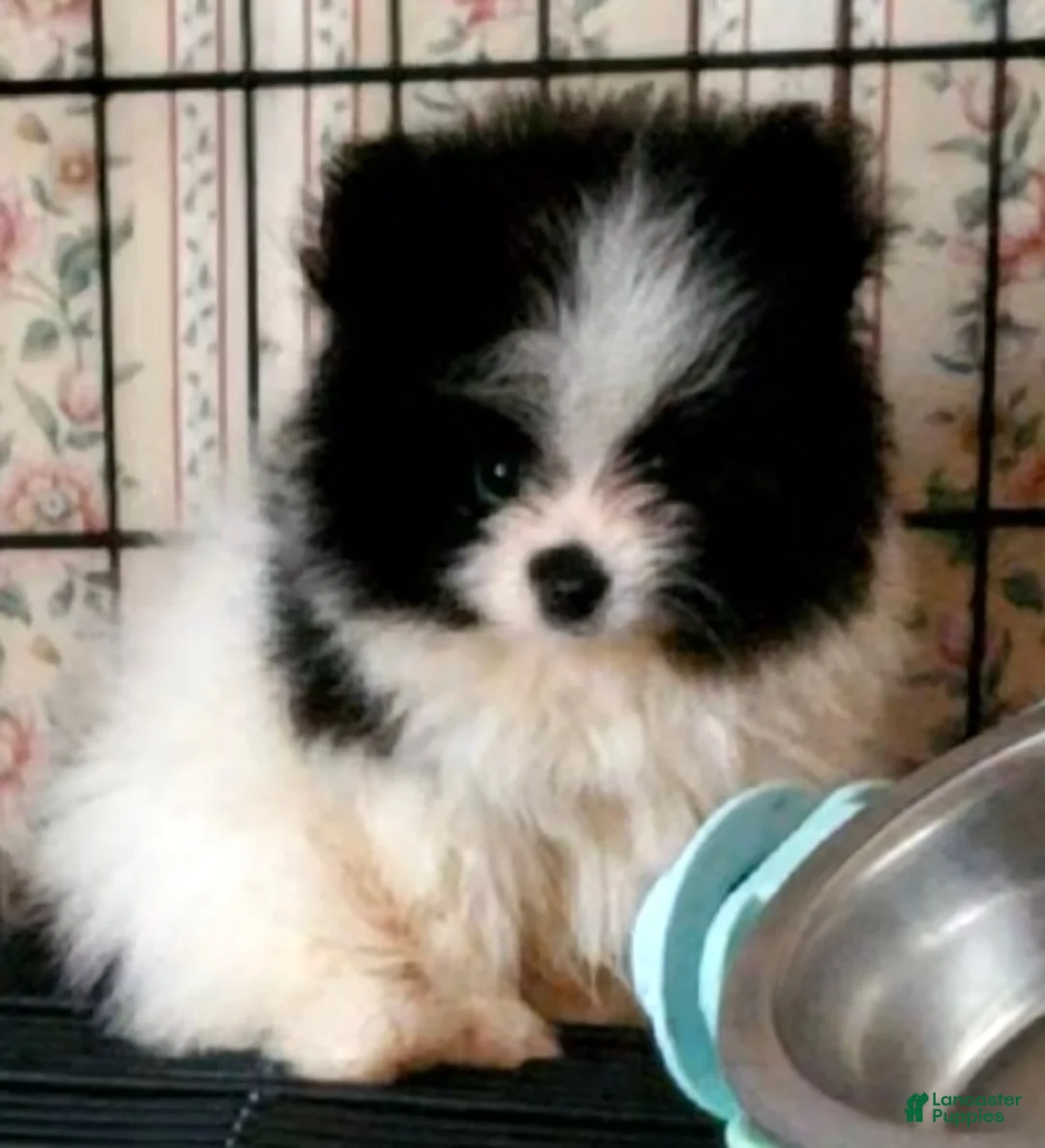 Pomeranian dogs for sale: Akc Buzz - Ad 1