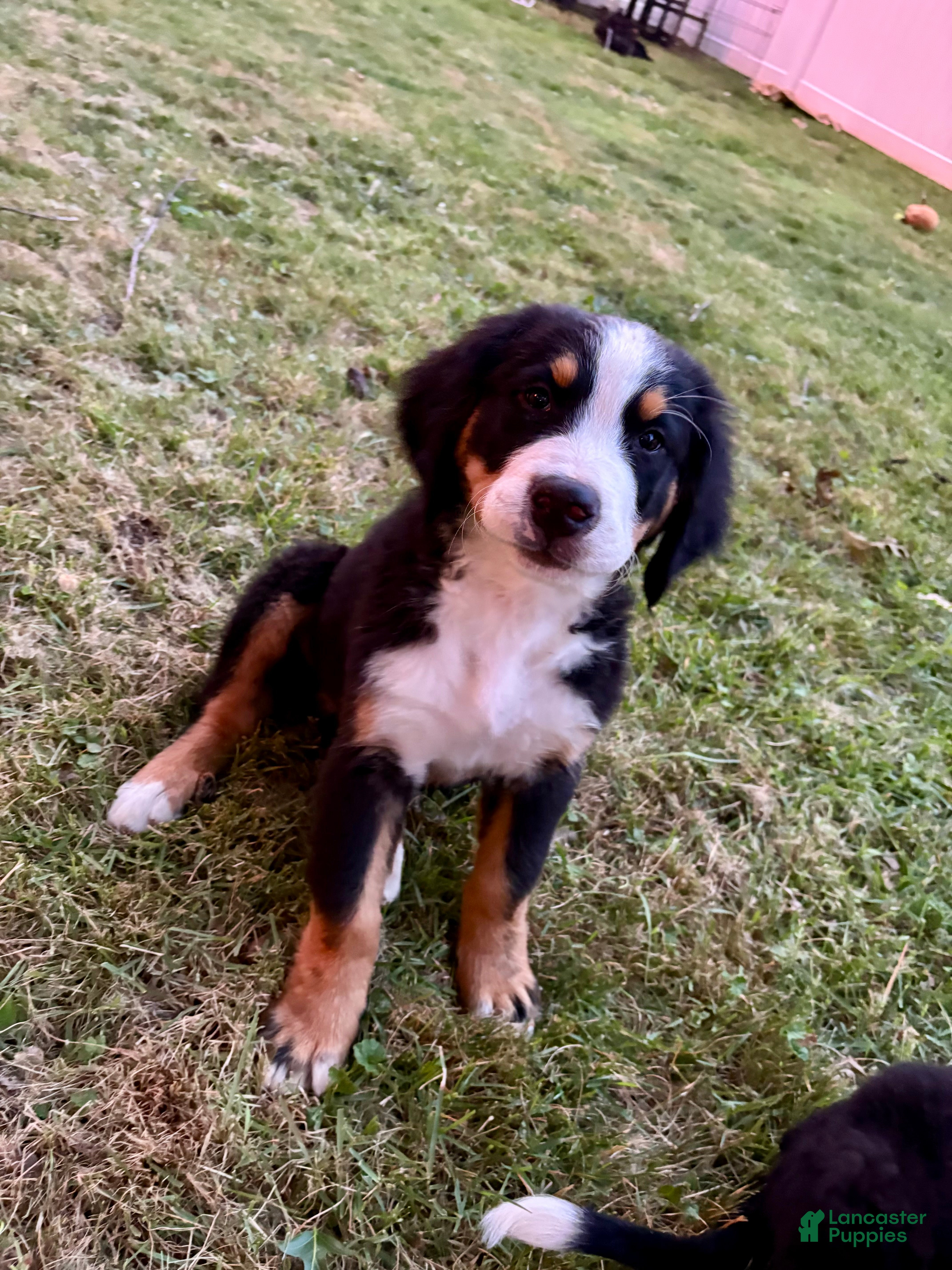 Bernese Mountain Dog dogs Clover  - Ad 1