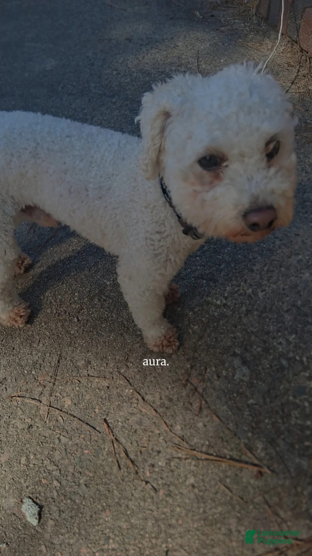 Standard Poodle dogs for sale: Standard Poodle Puppy 1 - Ad 2