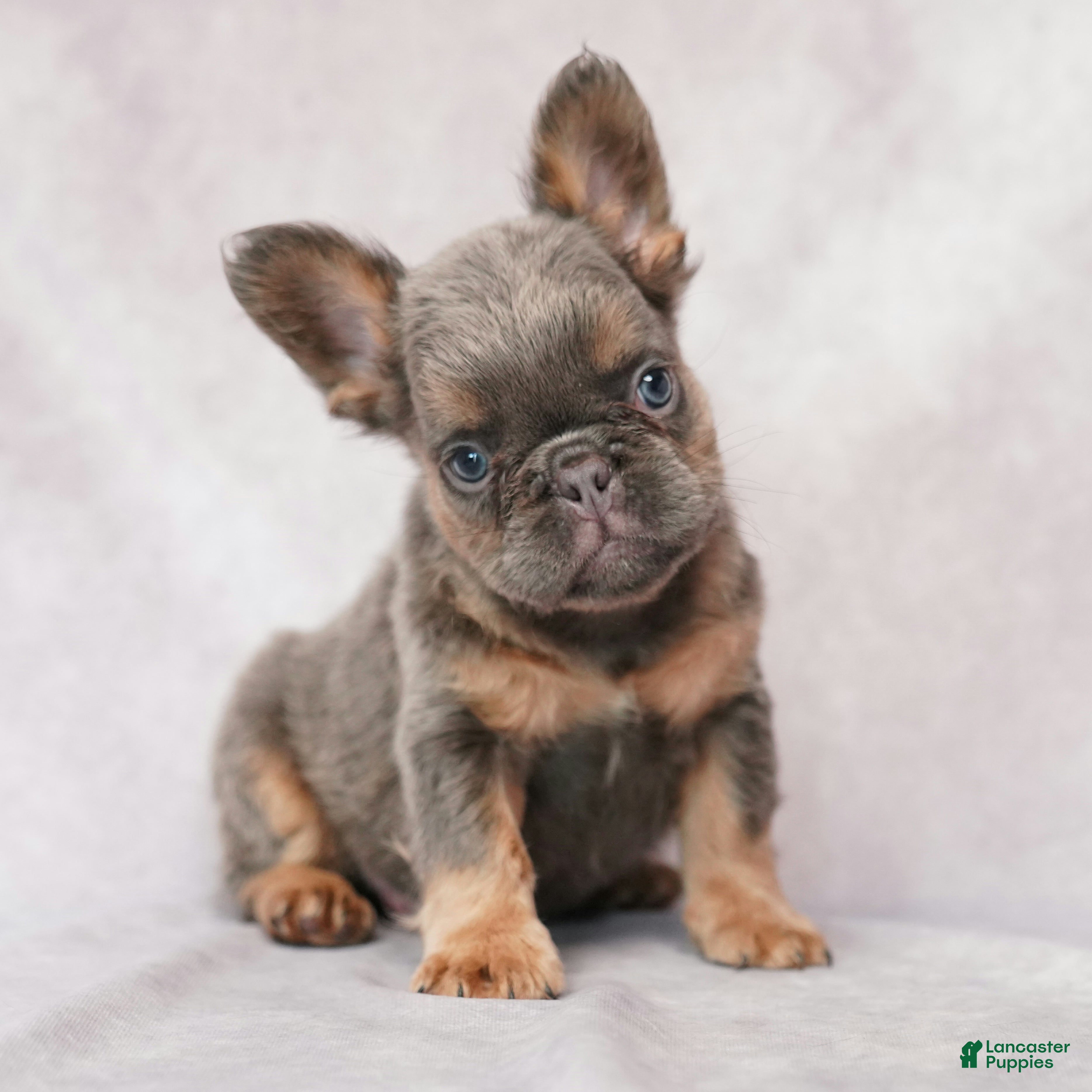French Bulldog dogs Brady - Ad 2