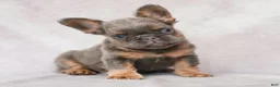 French Bulldog dogs for sale: Brady - Ad 2
