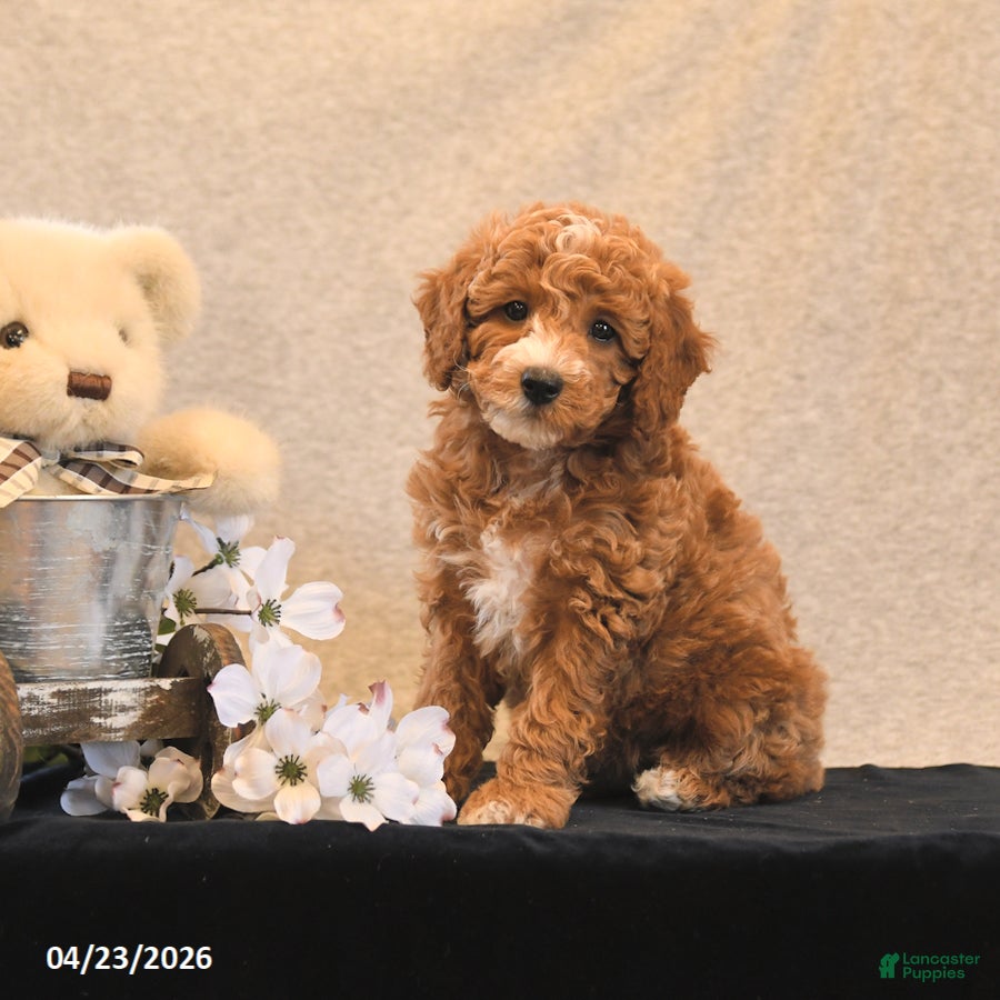 Miniature Poodle dogs Petals - Ad 1
