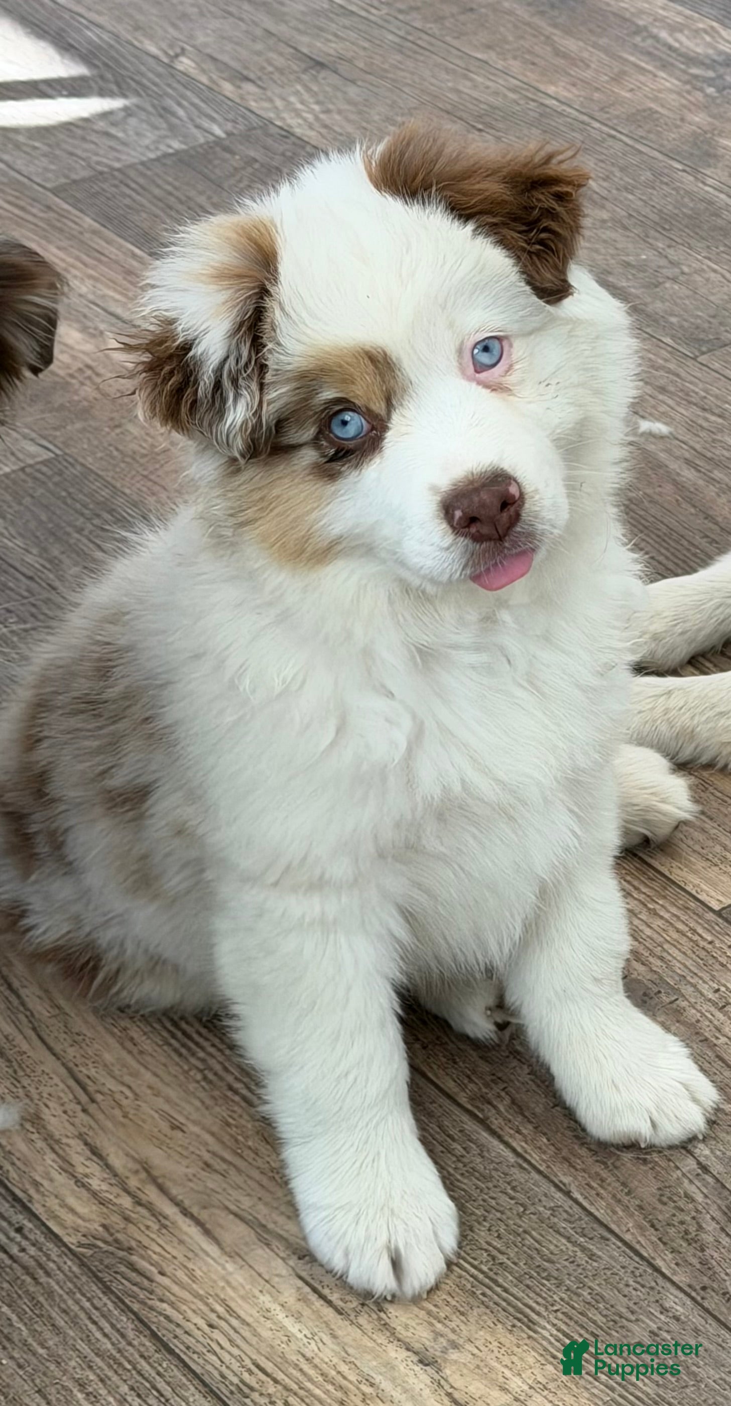 Miniature Australian Shepherd dogs for sale: Miniature Australian Shepherd 1 - Ad 2