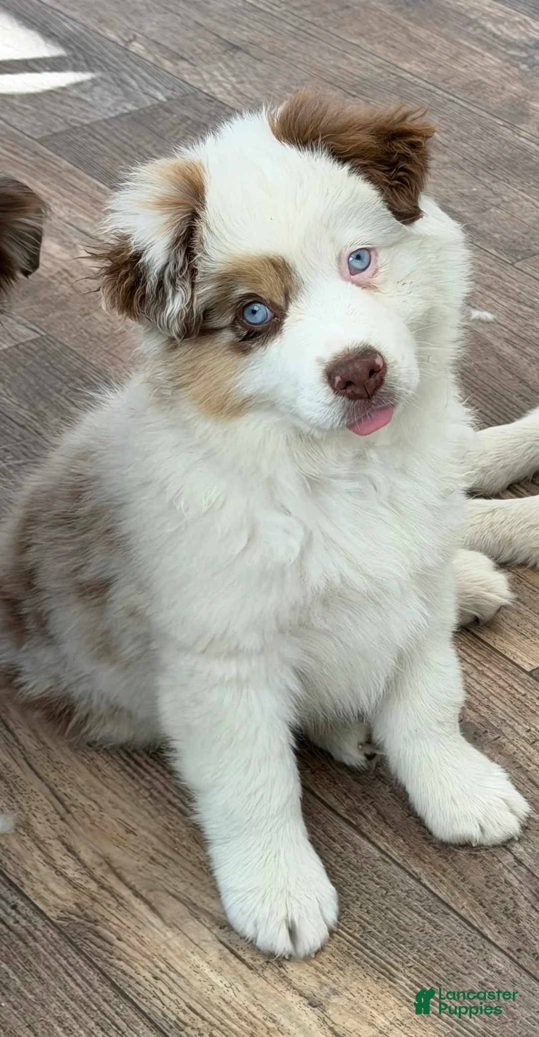 Miniature Australian Shepherd dogs for sale: Miniature Australian Shepherd 1 - Ad 1