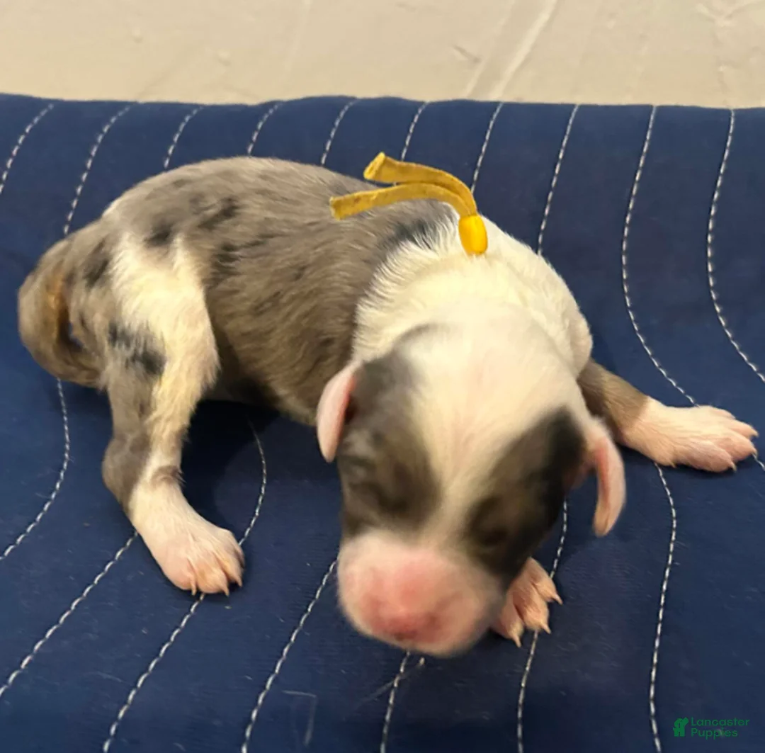 Sheepadoodle dogs for sale: Lizzy - Ad 1