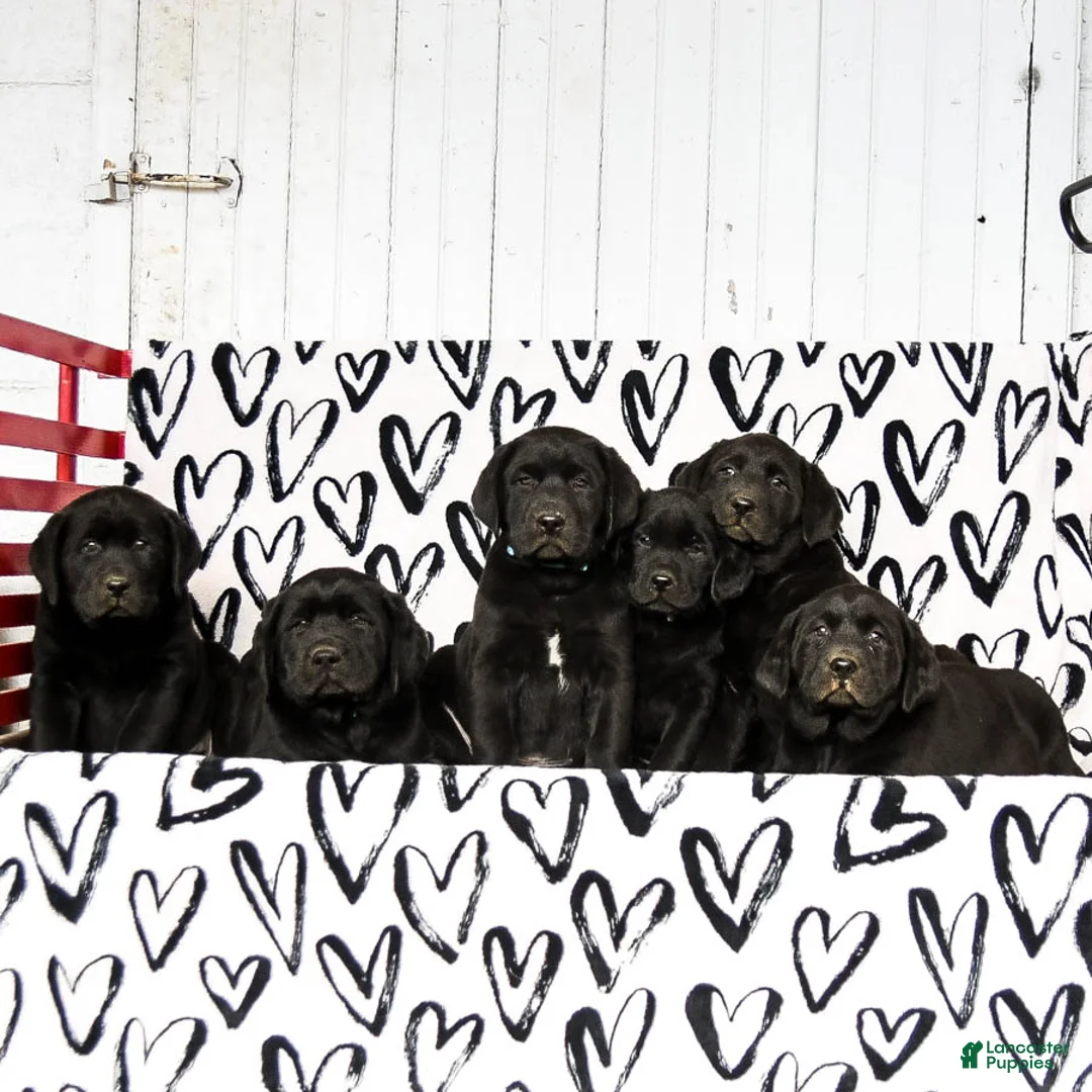 Labrador Retriever dogs for sale: Maggie - Ad 3